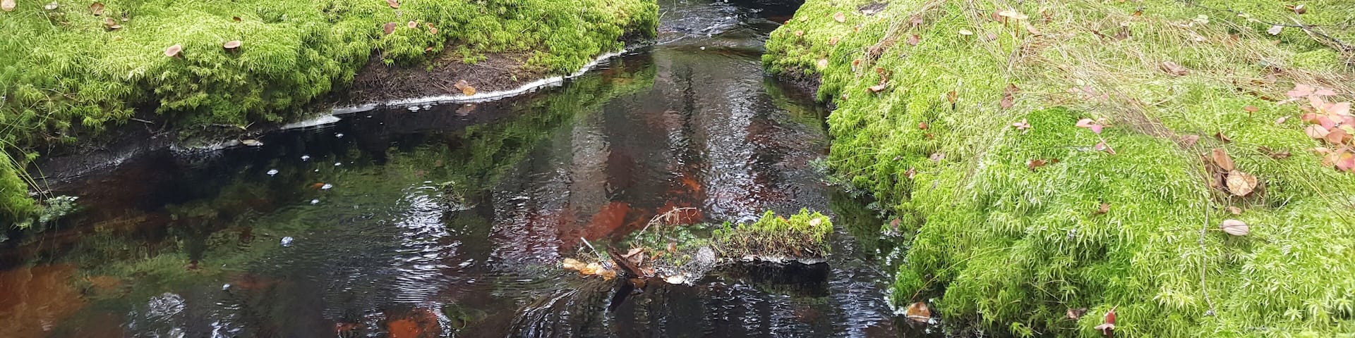 Small river in the forest