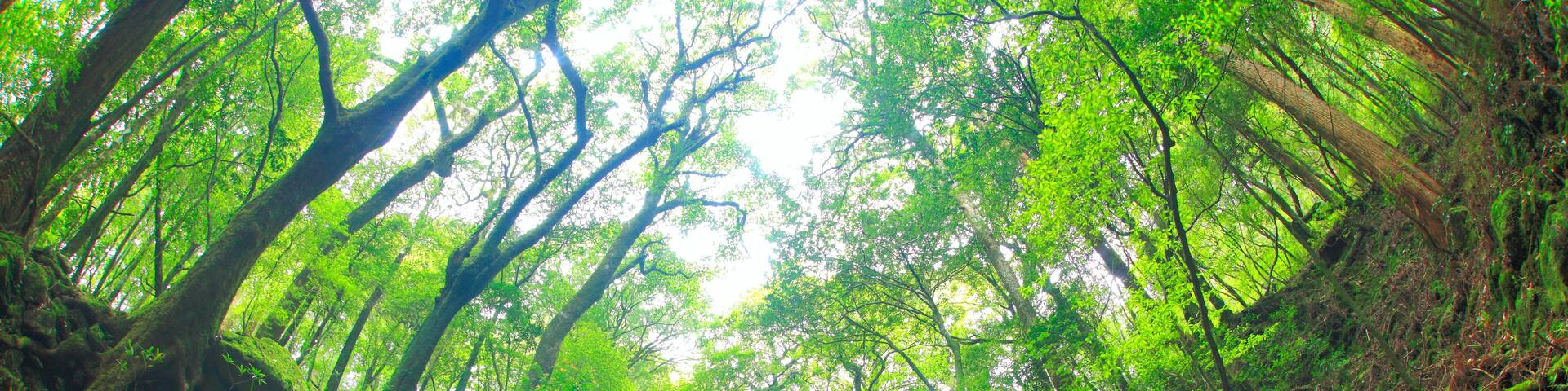 A dense forest with moss-covered rocks and tall trees.