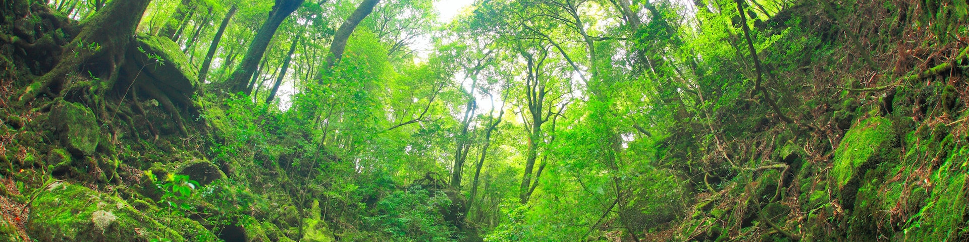 Green forest , Yakushima, Kagoshima,Kumage district,Kagoshima Prefecture,Japan May 2013