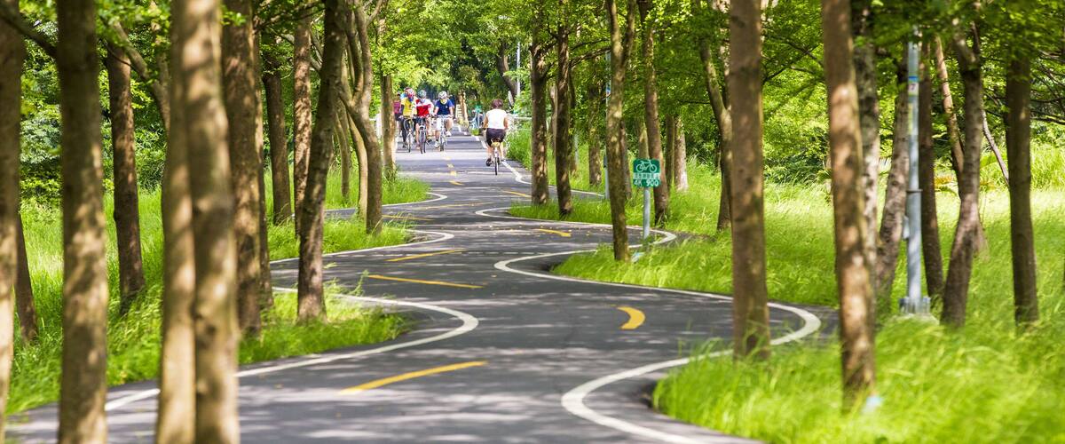 A tree-lined road with cyclists.