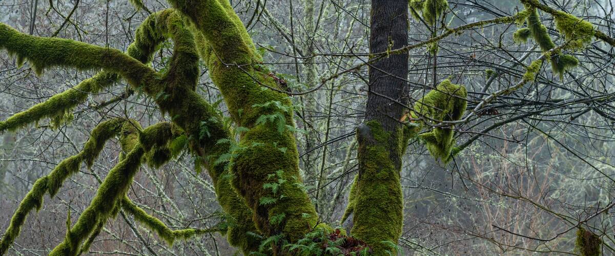Selective focus on moss-covered tree branches in the forest at Rasar State park in Washington
