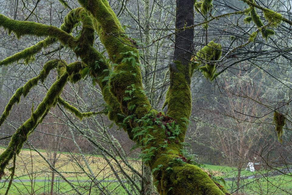 A moss-covered tree in a forest.
