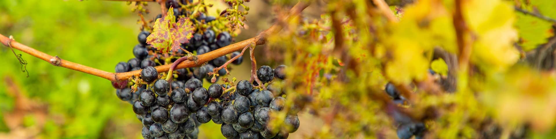 A bunch of dark purple grapes hanging from a vine with green leaves in the background.