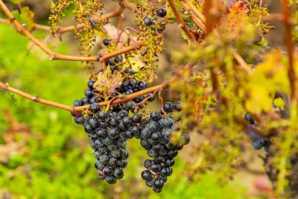 Une grappe de raisins violets foncés pend à une vigne, avec des feuilles vertes en arrière-plan.