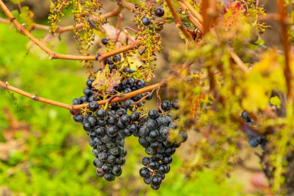 Un racimo de uvas moradas oscuras colgando de una vid, con hojas verdes al fondo.