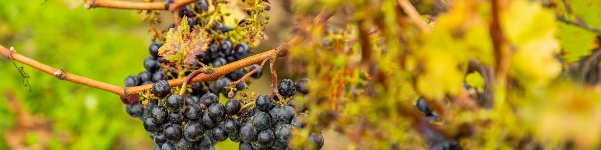 Um cacho de uvas roxas escuras pendurado em uma videira com folhas verdes ao fundo.