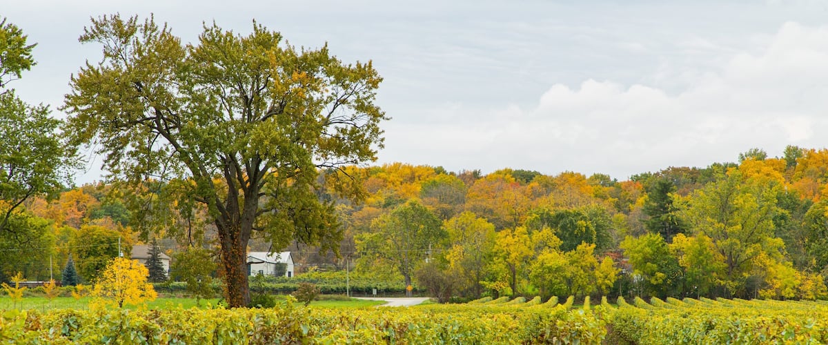 ChĂąteau des Charmes featuring farmland
