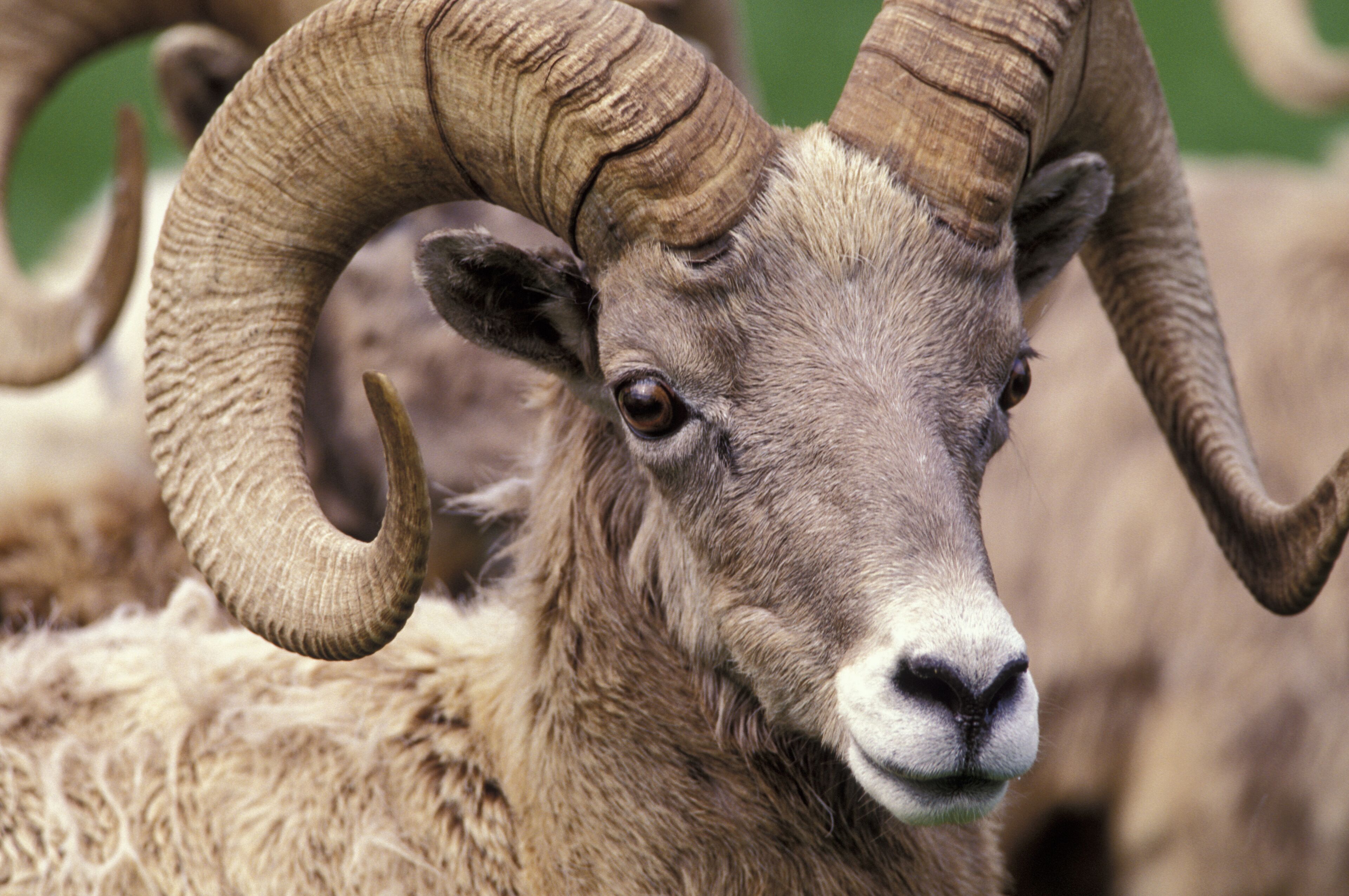 N.A., USA, Washington, Northwest Trek wildlife park, Eatonville. Bighorn sheep (Ovis candensis).