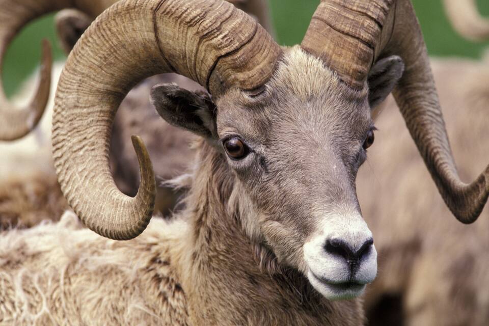 A close-up of a bighorn sheep with large curved horns.