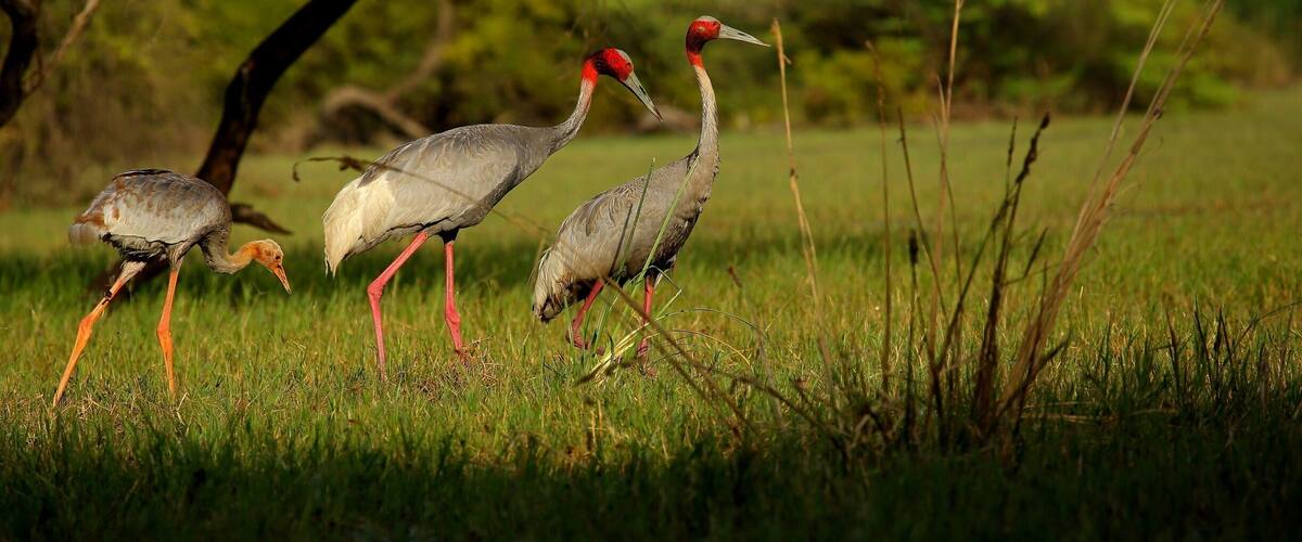 The Saras crane -classified as vulnerable on the IUCN Red List.
A family of Saras is an even more rare sight, was lucky to get it in Bharatpur up close .