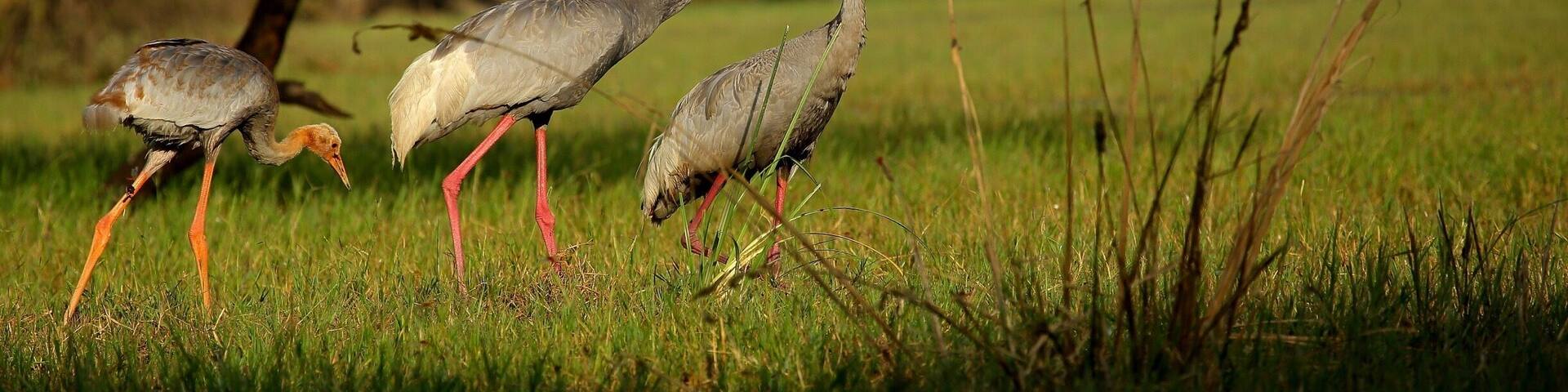 Tres aves de cabeza roja y patas largas caminando en un campo cubierto de hierba, con árboles al fondo.