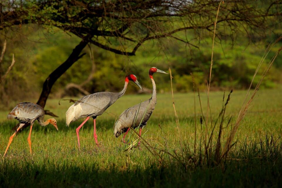 Three birds with red heads and long legs walking in a grassy field with trees in the background.