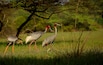 The Saras crane -classified as vulnerable on the IUCN Red List.
A family of Saras is an even more rare sight, was lucky to get it in Bharatpur up close .