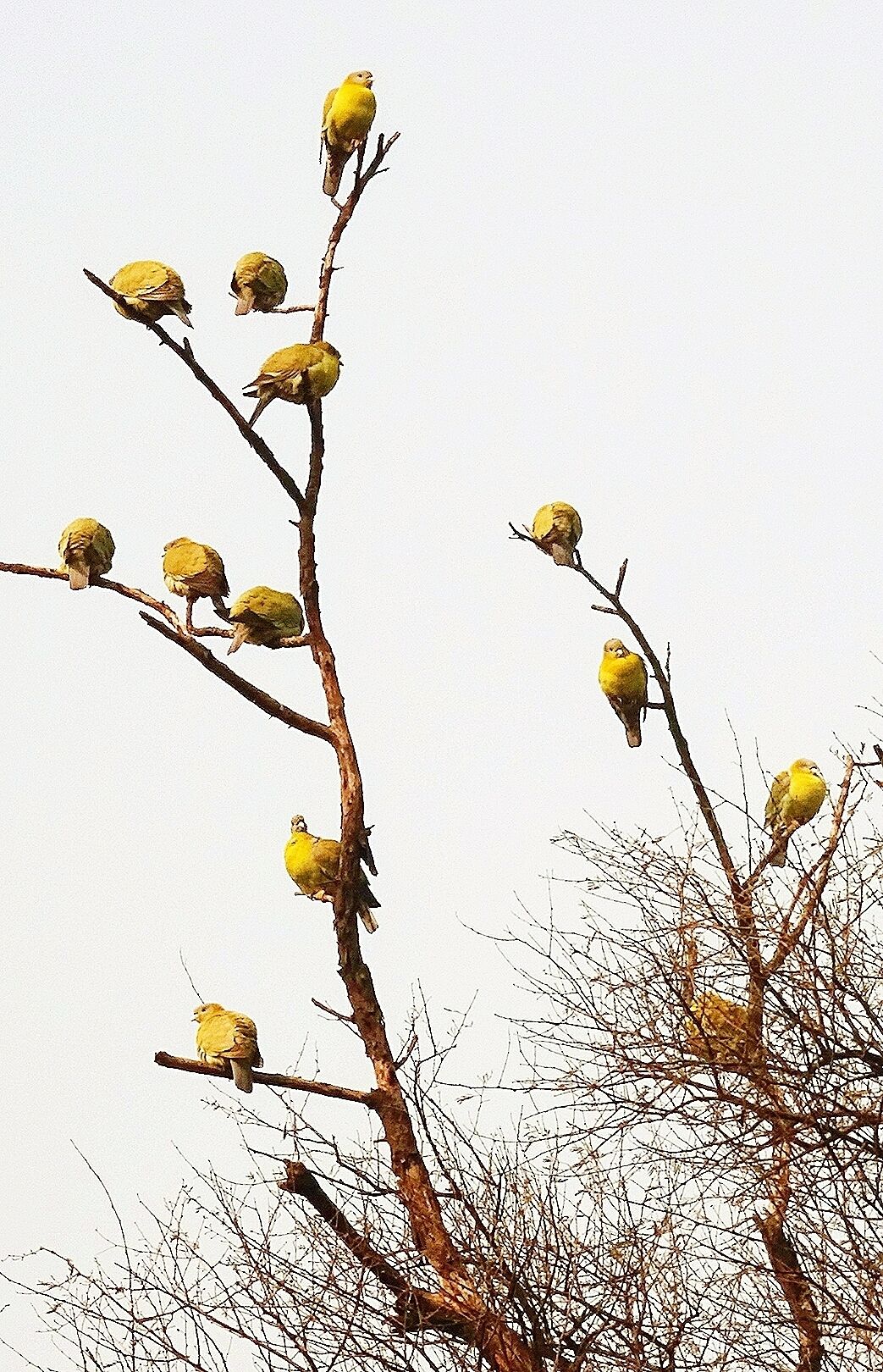 Yellow footed pigeons

One of the first view during the visit to the beautiful Bird Sanctuary in Rajasthan, India