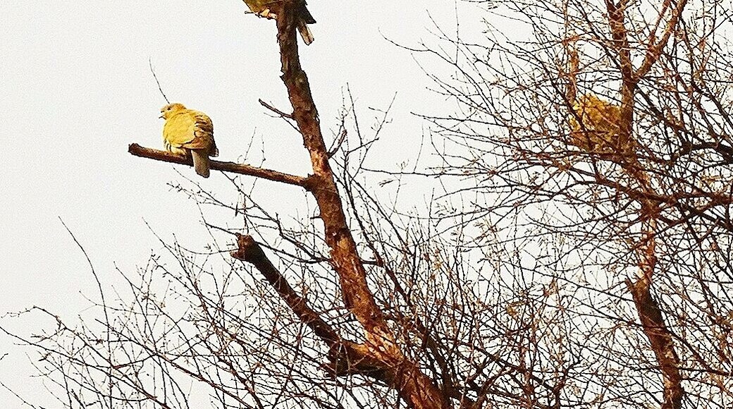 Yellow footed pigeons
One of the first view during the visit to the beautiful Bird Sanctuary in Rajasthan, India