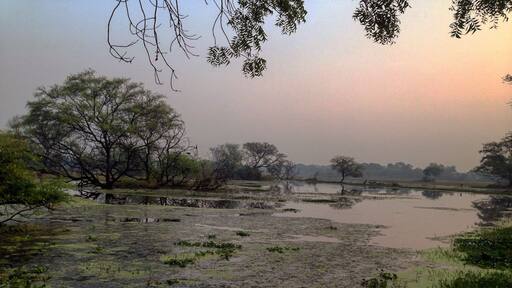 Bird sanctuary in Rajasthan. Bogs and birds.