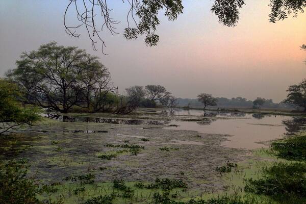 Bird sanctuary in Rajasthan. Bogs and birds.