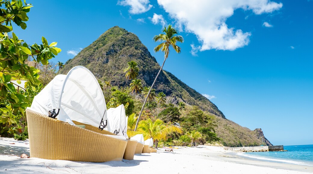 Sugar beach Saint Lucia , a public white tropical beach with palm trees and luxury beach chairs on the beach of the Island St Lucia Caribbean