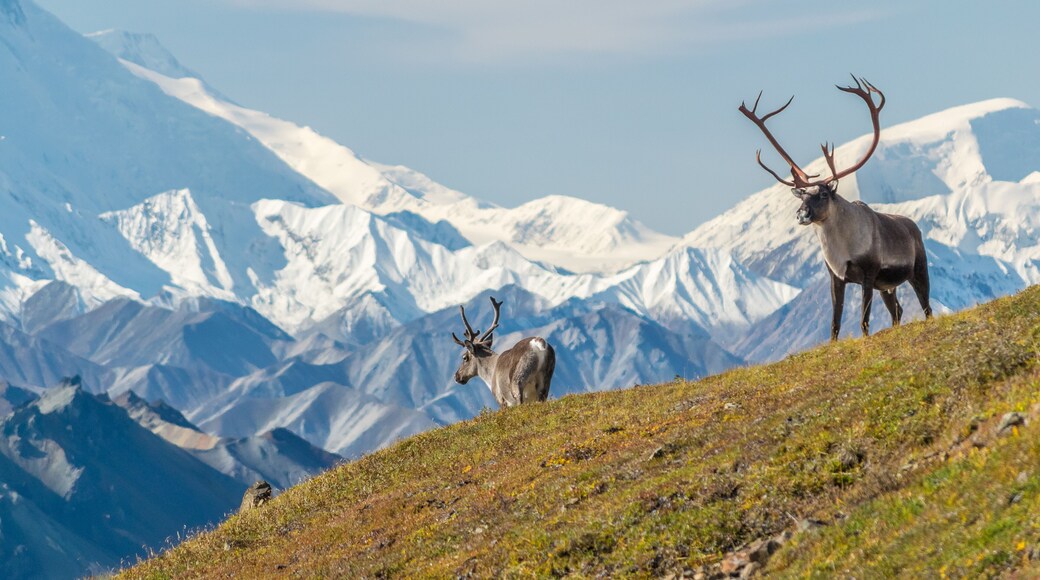 Denali National Park