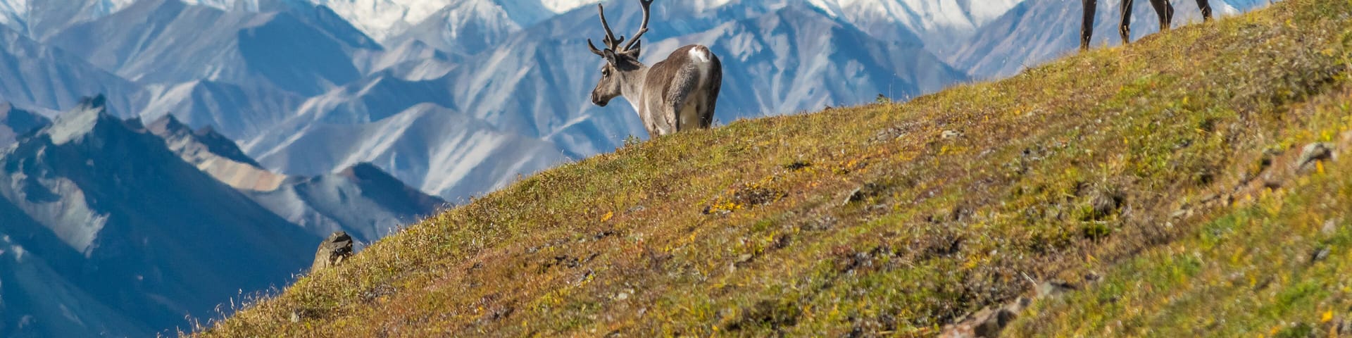 Majestic caribou bull in front of the mount Denali, ( mount Mckinley), Alaskal