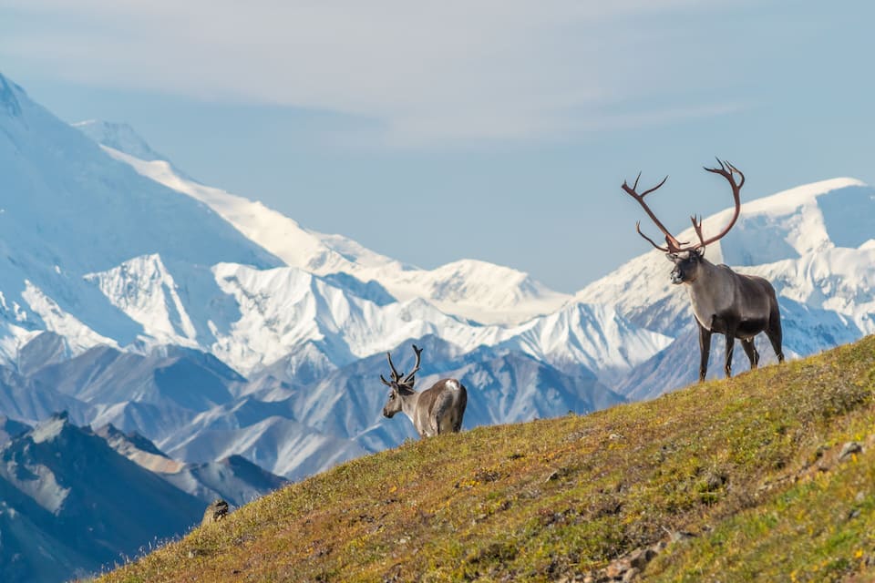 A mountain landscape with snow-capped peaks and two elk standing on a grassy slope.