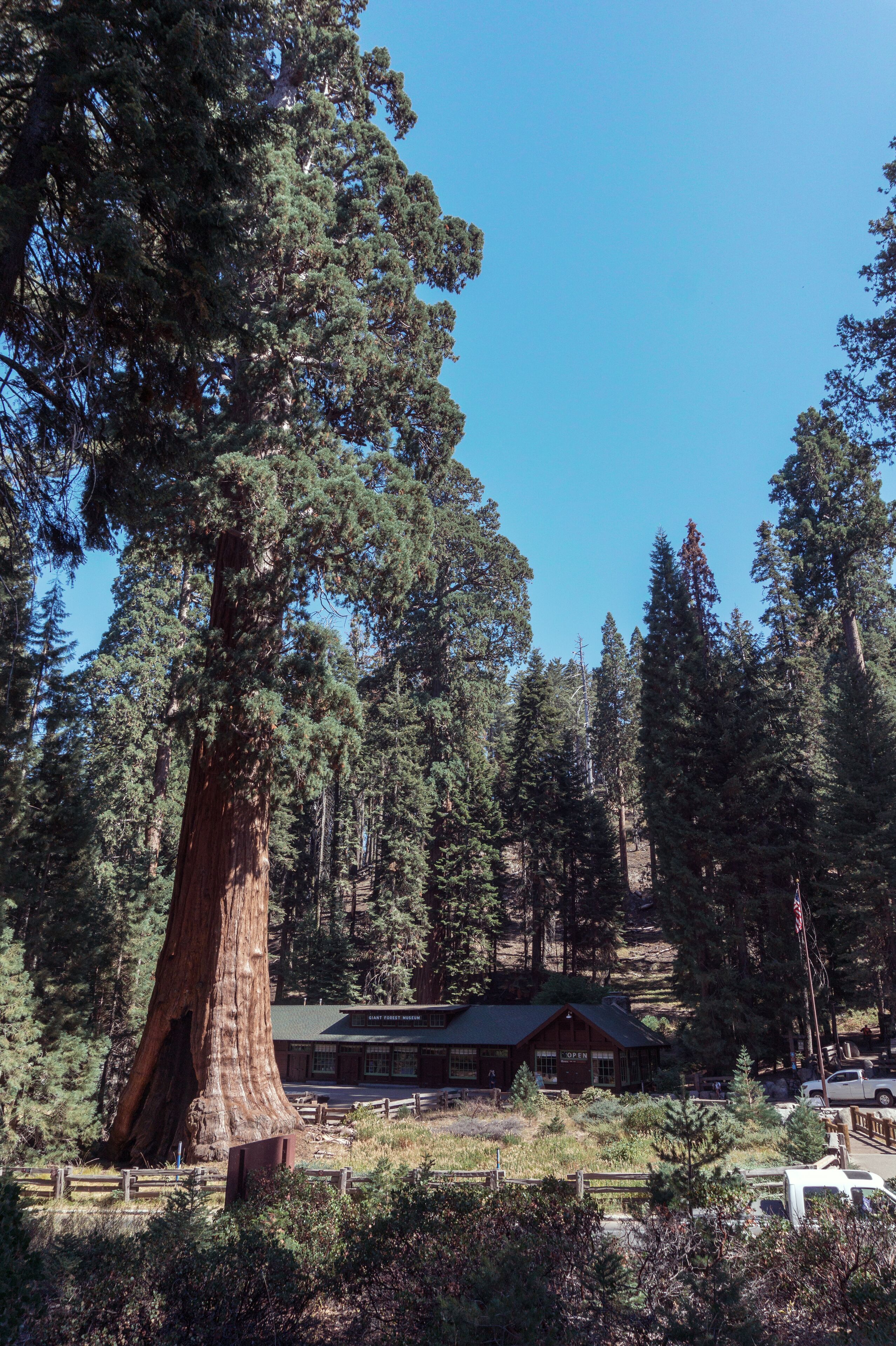 Lodgepole Visitor Center and Village in Sequoia National Park in USA California. Trees with a red bark in park