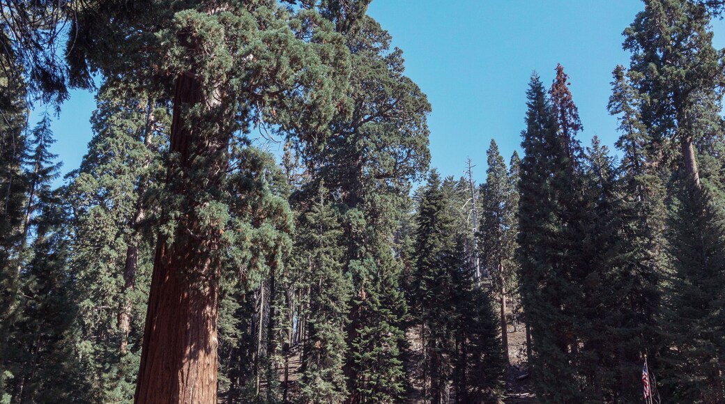 Lodgepole Visitor Center and Village in Sequoia National Park in USA California. Trees with a red bark in park