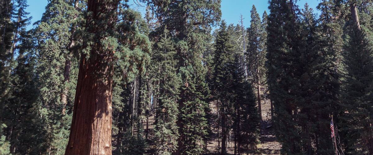 Lodgepole Visitor Center and Village in Sequoia National Park in USA California. Trees with a red bark in park