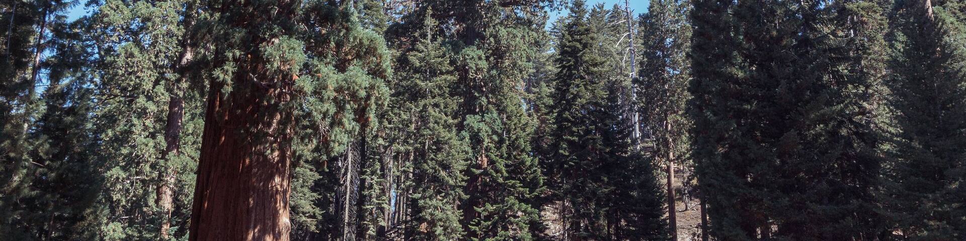 Lodgepole Visitor Center and Village in Sequoia National Park in USA California. Trees with a red bark in park