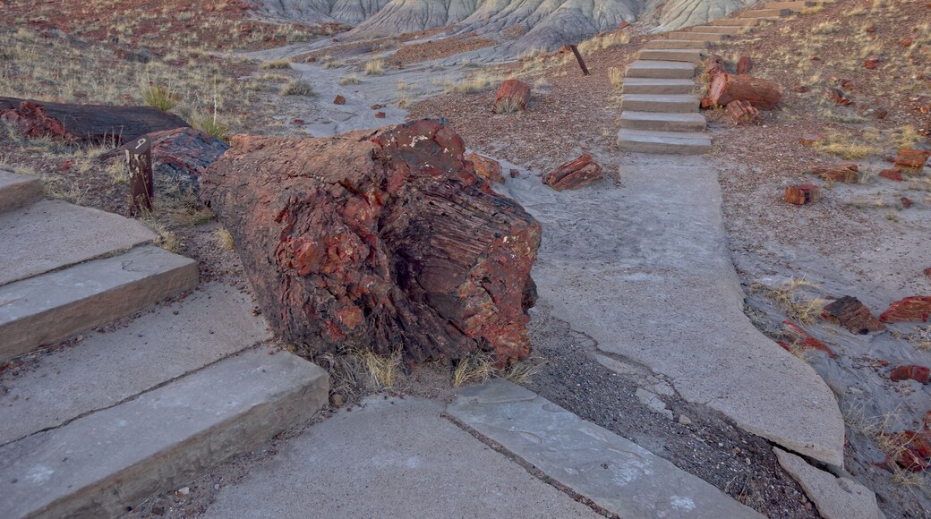 Rainbow Forest Museum