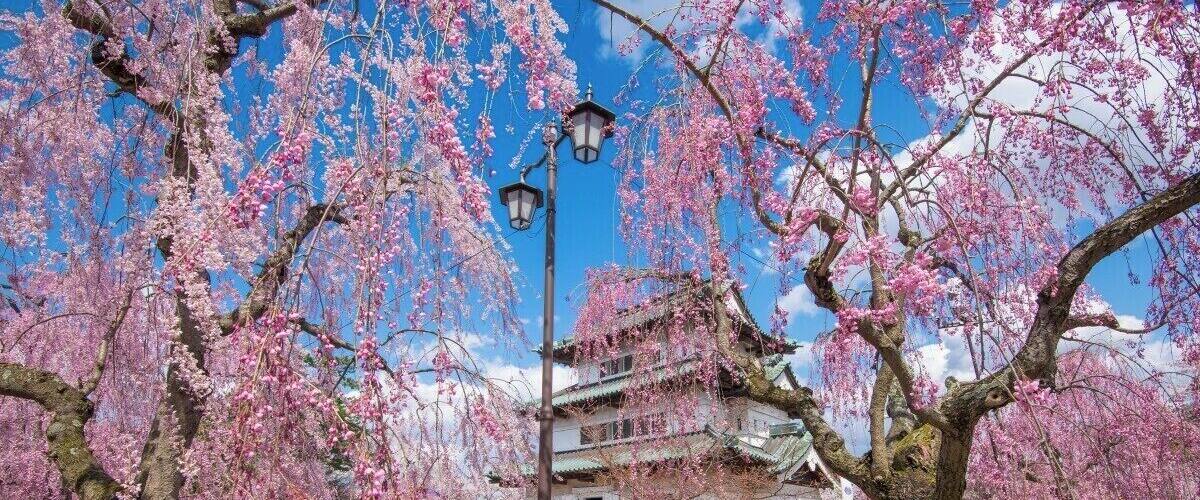 Hirosaki Castle is one of the few remaining original castles in Japan, and the area also boasts one of the most beautiful and abundant cherry blossom festivals in Japan. With thousands of trees scattered about the grounds, it's a great place to explore the beauty of the season