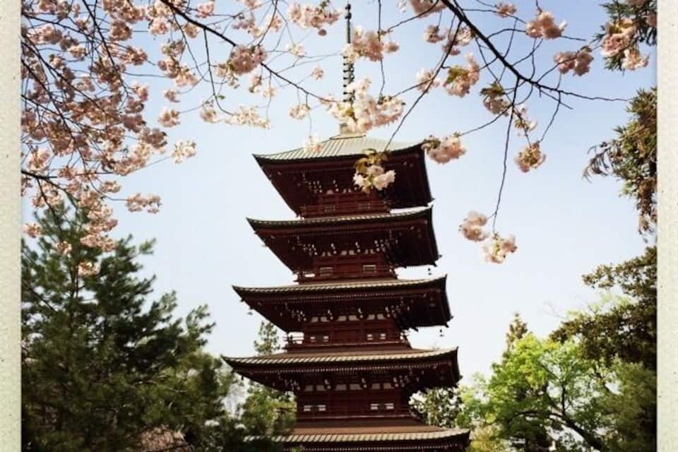 Eine traditionelle japanische Pagode, umgeben von Kirschblüten.
