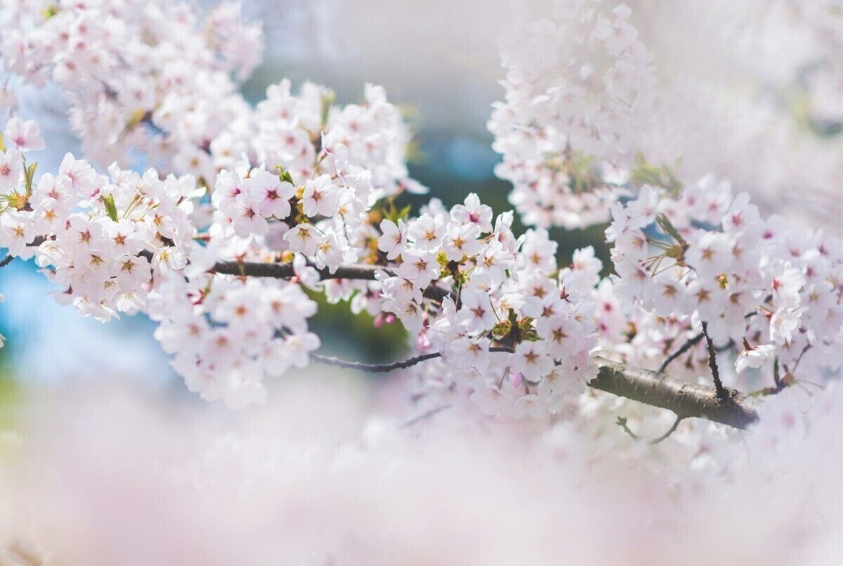 Hirosaki Castle is one of the few remaining original castles in Japan, and the area also boasts one of the most beautiful and abundant cherry blossom festivals in Japan. With thousands of trees scattered about the grounds, it's a great place to explore the beauty of the season.