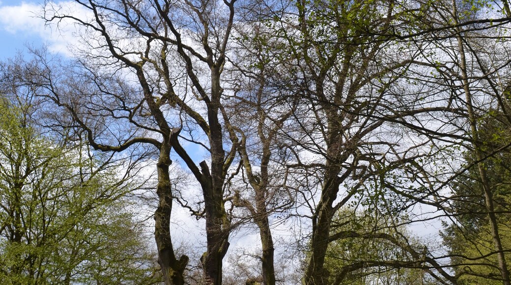 Idstein, Naturdenkmal nahe dem Wolfsbach