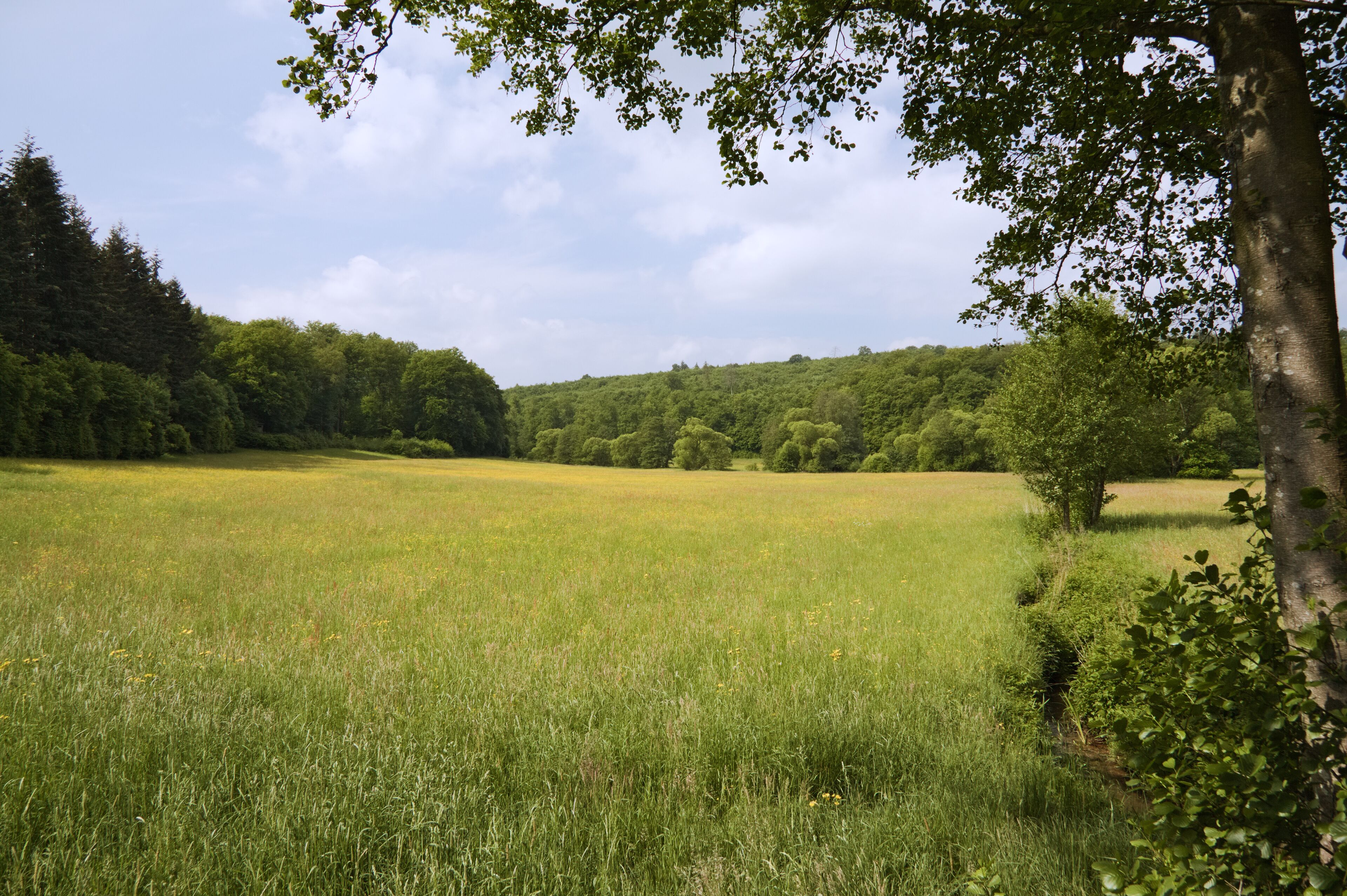 Nature reserve "Dattenbachtal", a stream valley which is environmentally protected between the villages Kröftel and Vockenhausen. The picture shows the upper end of the area near Kröftel. Low mountain range "Taunus", Germany.