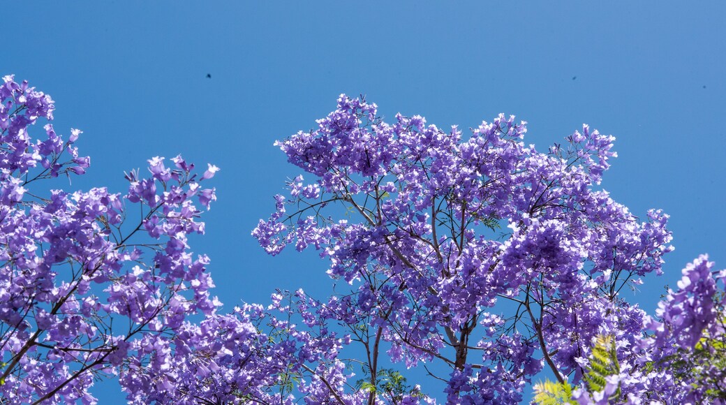 Beautiful jacaranda trees blooming under a beautiful sun