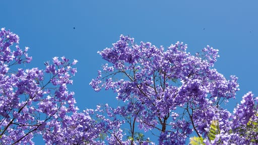 Beautiful jacaranda trees blooming under a beautiful sun