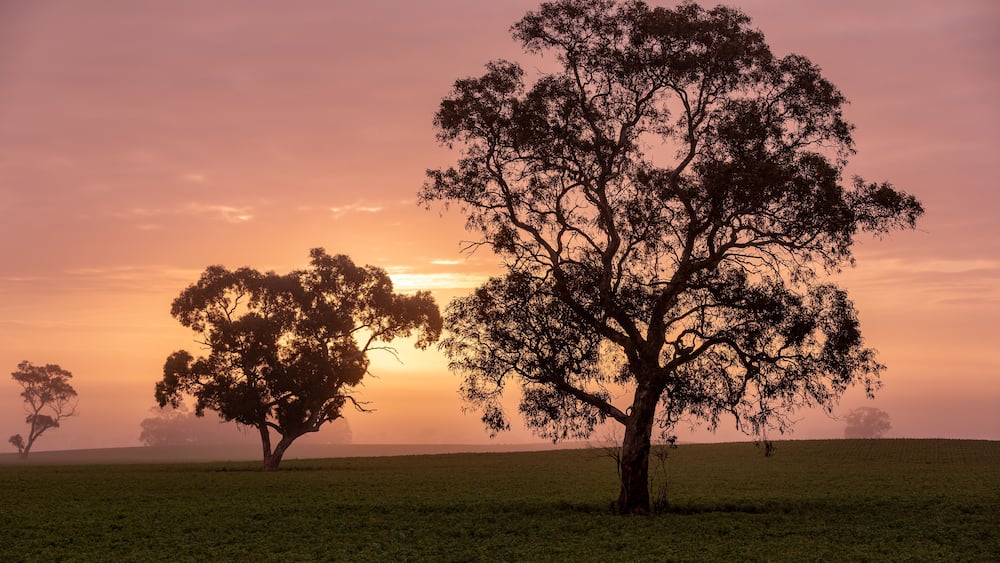 Trees in a foggy paddock at sunrise near Keith in the southeast of south australia on 7th August 2019