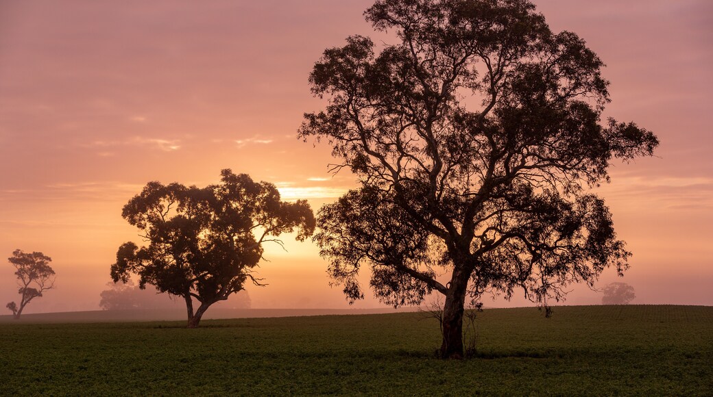Trees in a foggy paddock at sunrise near Keith in the southeast of south australia on 7th August 2019