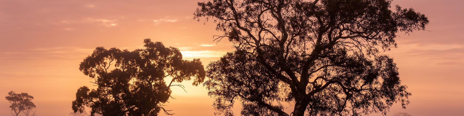 Trees in a foggy paddock at sunrise near Keith in the southeast of south australia on 7th August 2019