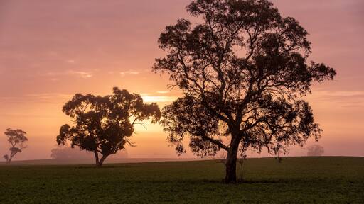 Trees in a foggy paddock at sunrise near Keith in the southeast of south australia on 7th August 2019