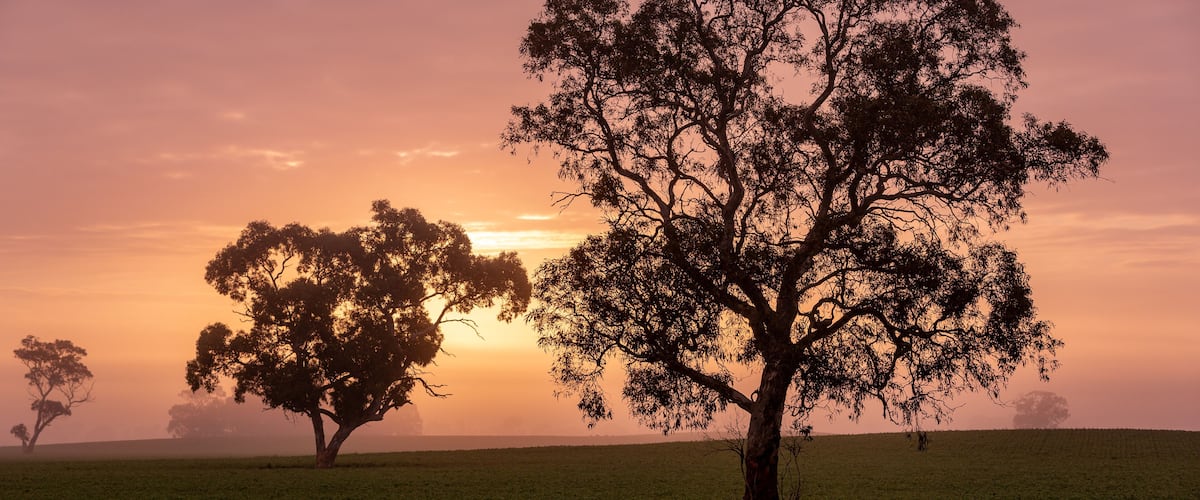A field with trees silhouetted against a sunset sky.