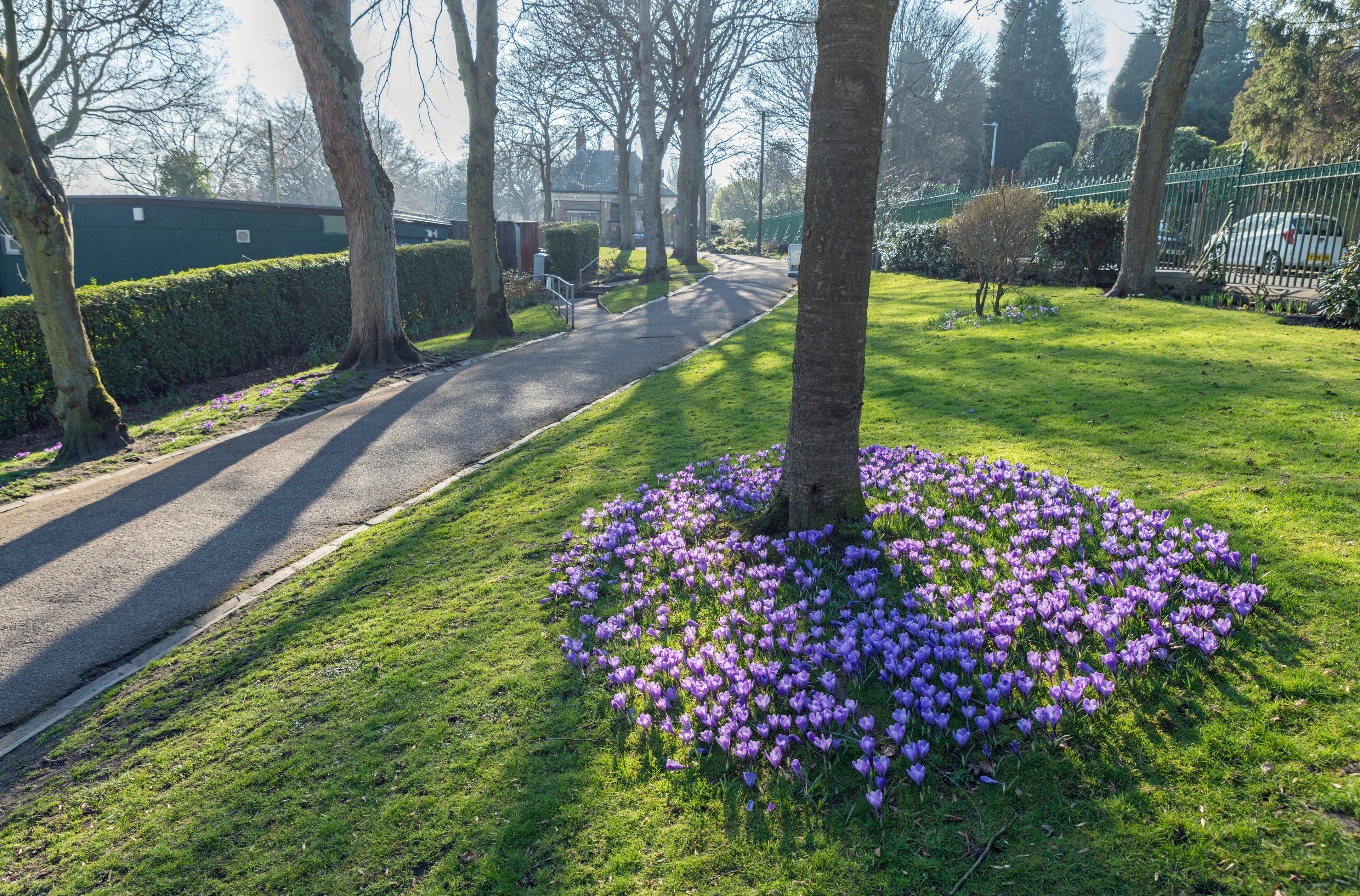 A street lined with trees and a grassy area with purple flowers.