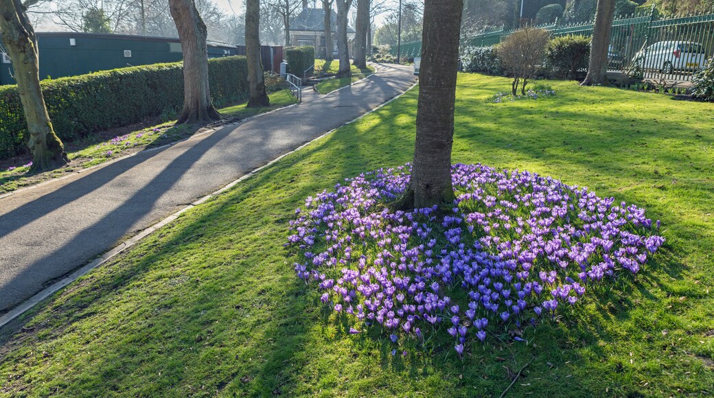 A street lined with trees and a grassy area with purple flowers.