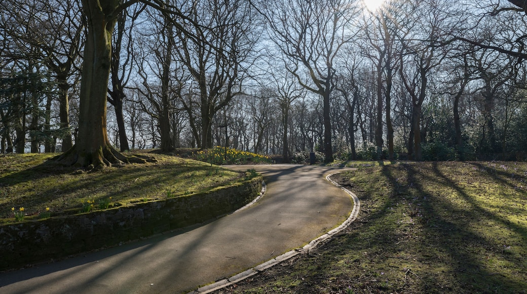 A winding road through a park with bare trees and sunlight filtering through.