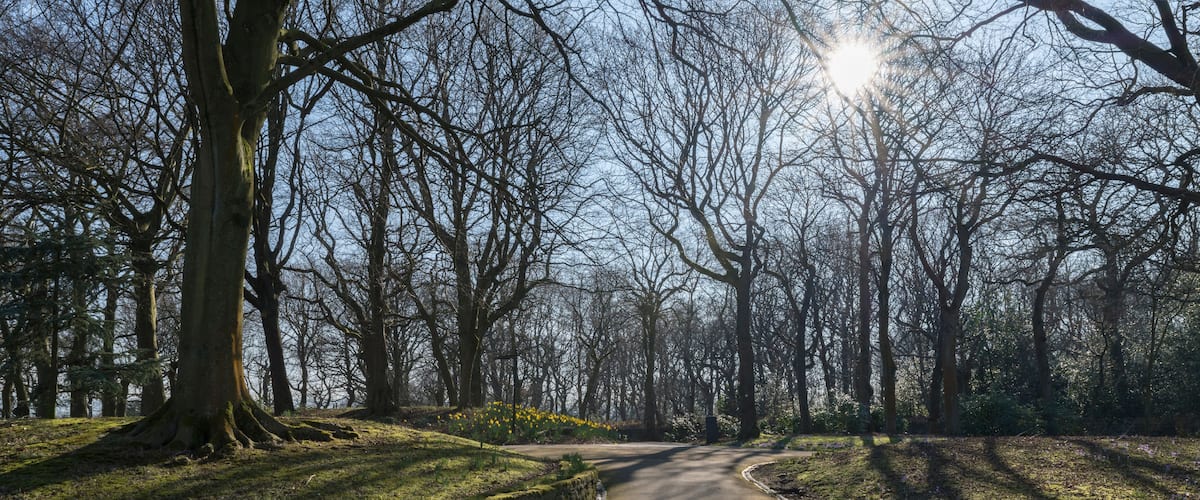 Un camino serpenteante por un parque con árboles despojados y luz solar filtrándose.