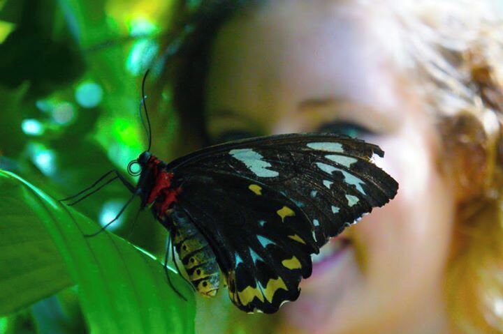 Don't miss out on a visit to see the butterflies! This huge aviary holds thousands of them and it's a joy to wander around. 
http://www.cheskiesgaplife.com/kuranda-butterflies-wing-it/
#colorful