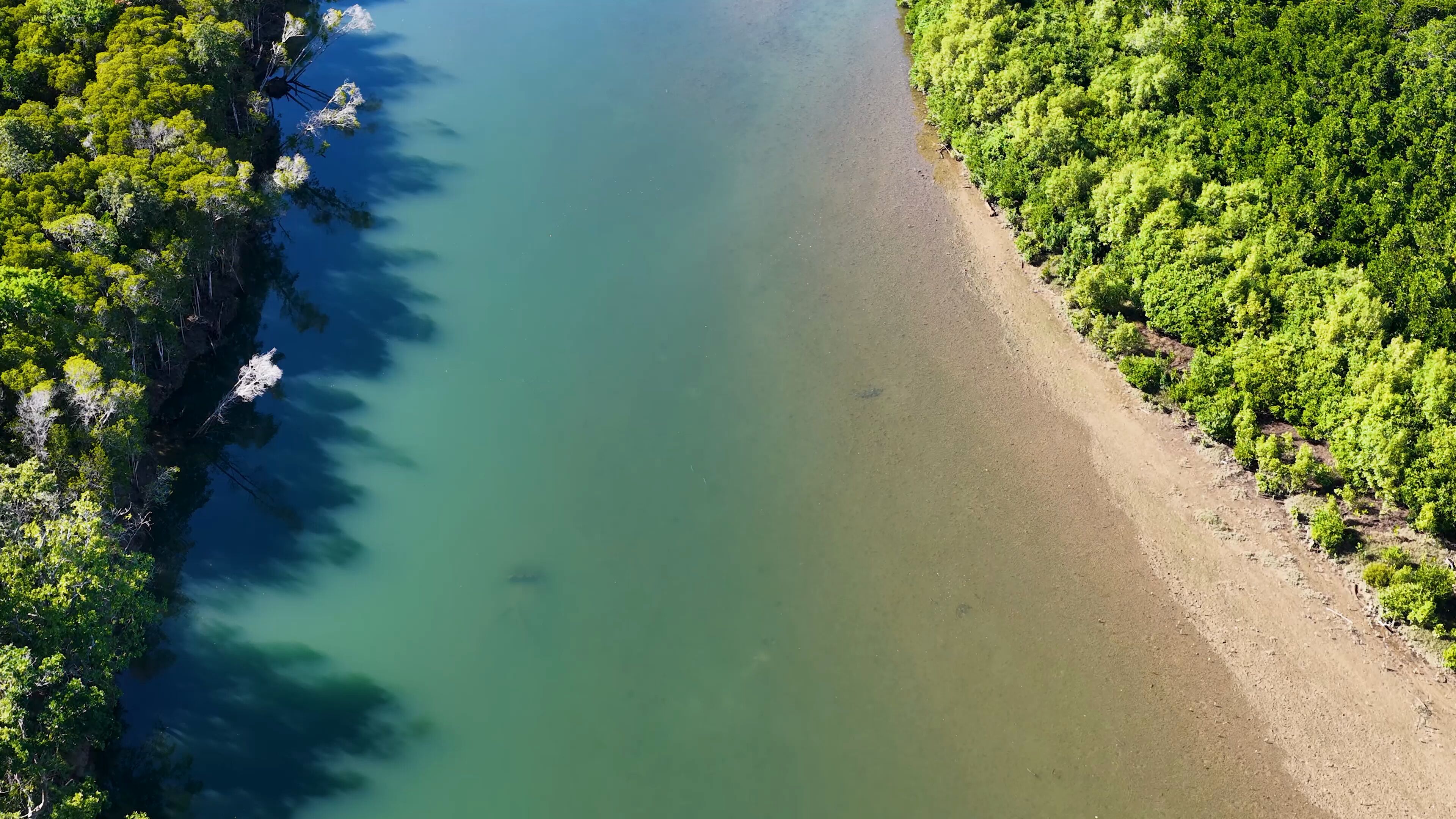 Un río flanqueado por una exuberante vegetación verde y una playa arenosa.