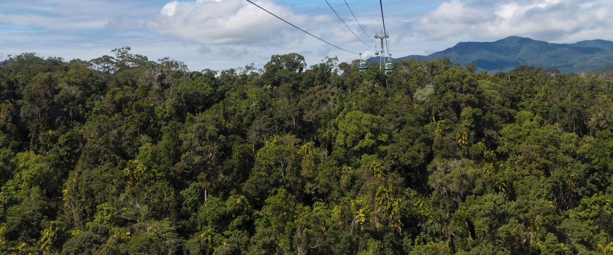This is great experience to see a rainforest from the top. Highly recommended and worth the money spend on the ticket.
