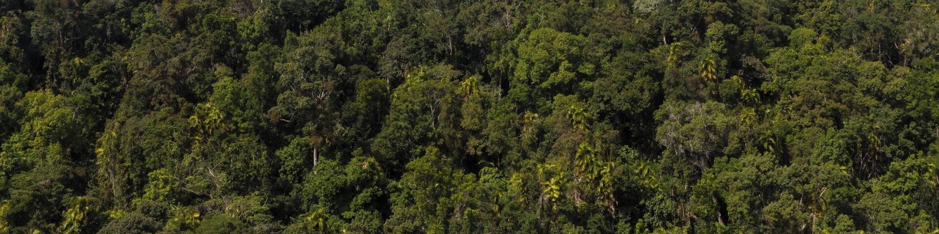 This is great experience to see a rainforest from the top. Highly recommended and worth the money spend on the ticket.